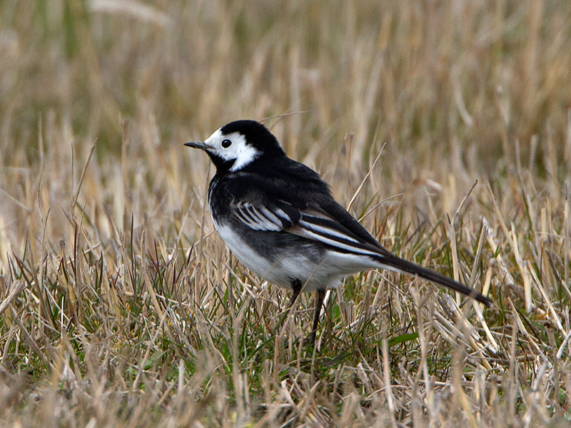 Rouwkwikstaart, Pied Wagtail