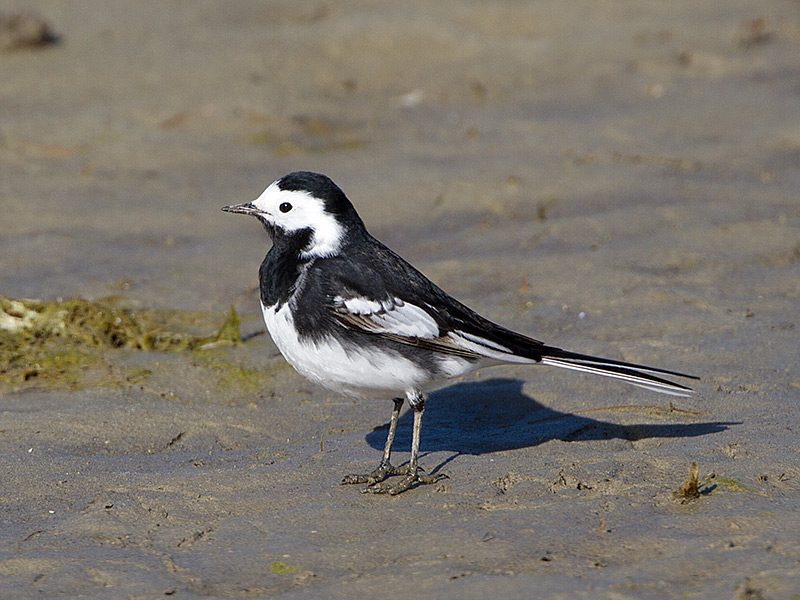 Rouwkwikstaart, Pied Wagtail