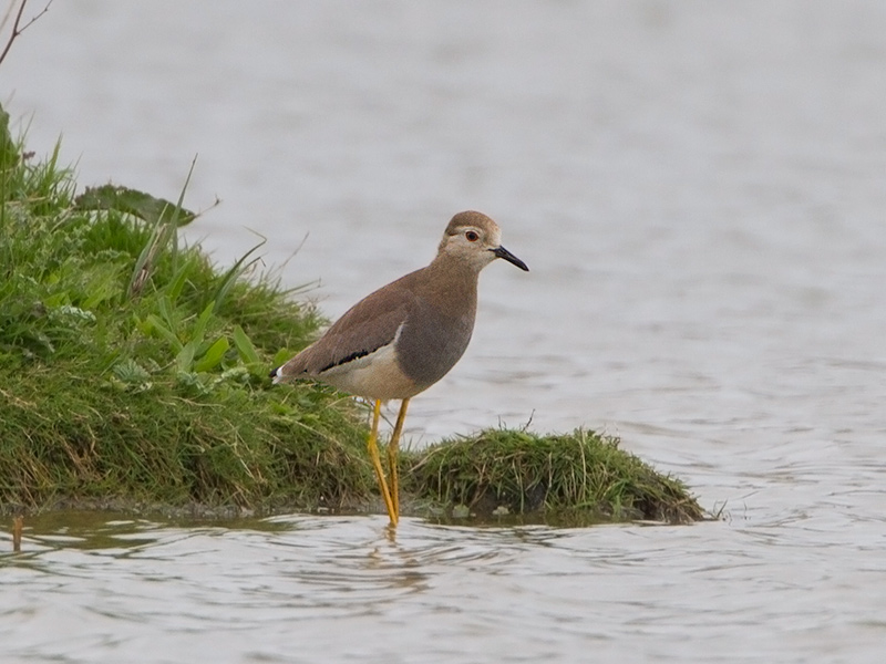 Witstaartkievit, White-tailed Lapwing