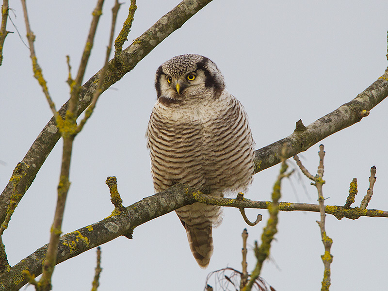 Sperweruil, Northern Hawk-Owl