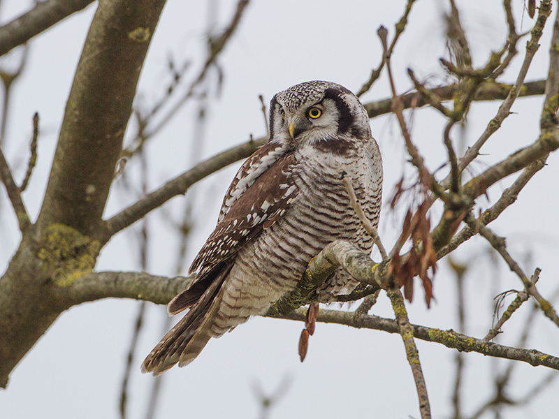 Sperweruil, Northern Hawk-Owl
