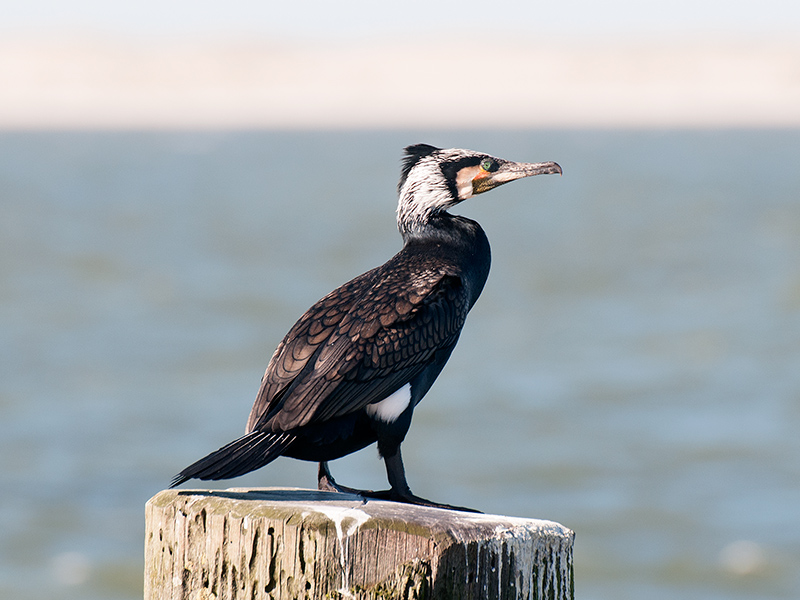 Aalscholver, Great Cormorant