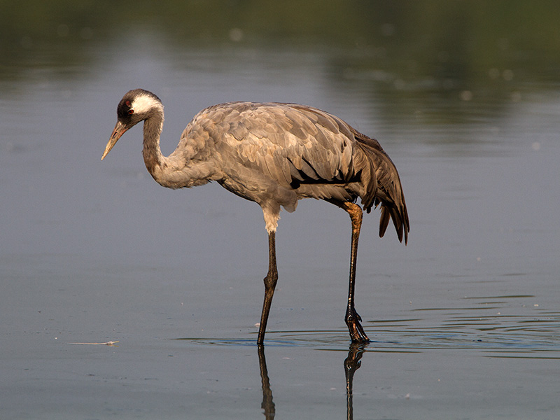 Kraanvogel, Common Crane