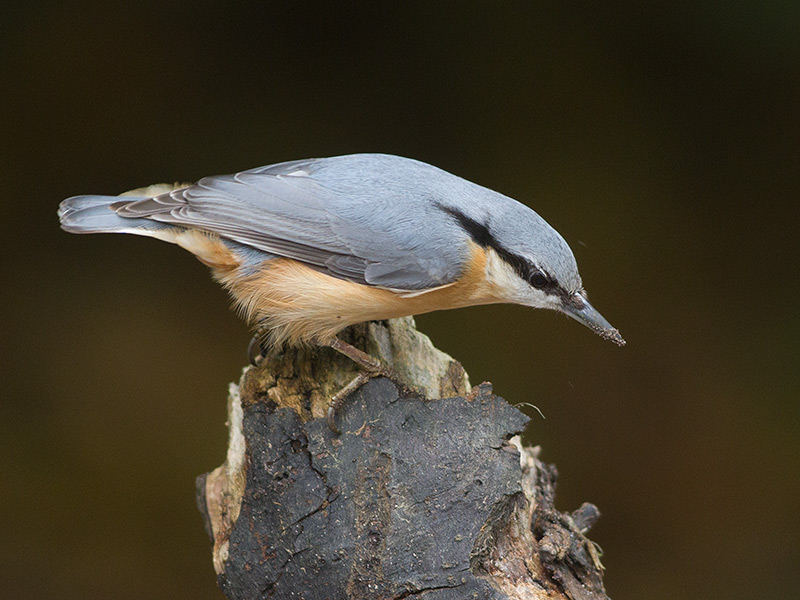 Boomklever, Nuthatch