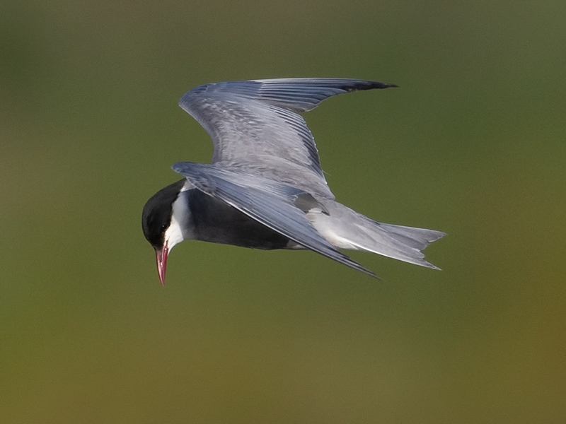 Witwangstern, Whiskered Tern