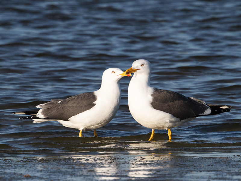 Kleine Mantelmeeuw, Lesser Black-backed Gull