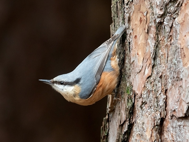 Boomklever, Nuthatch