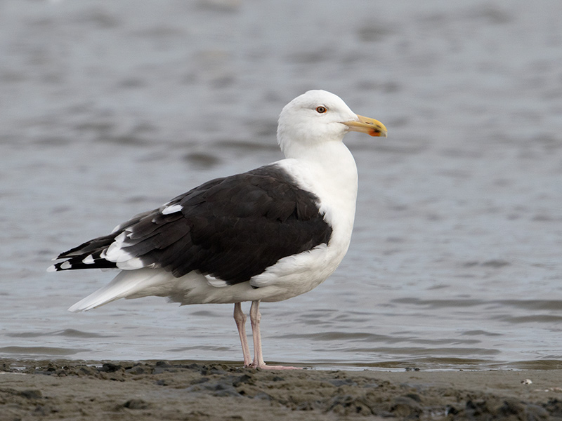 Grote Mantelmeeuw, Great Black-backed Gull