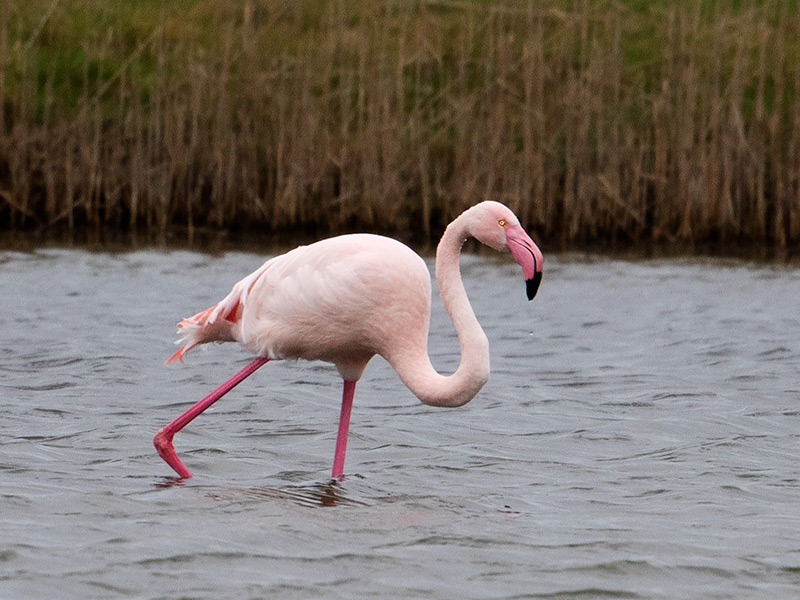 Flamingo, Greater Flamingo
