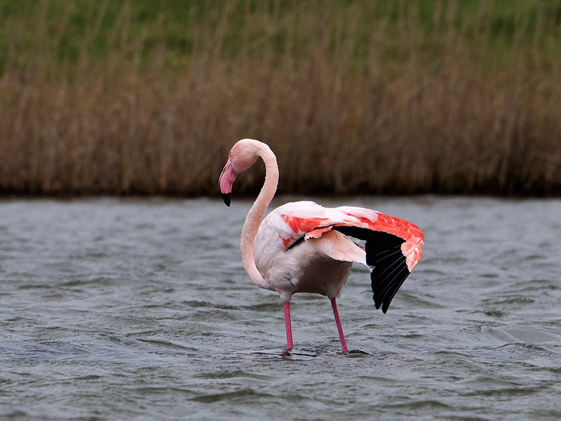 Flamingo, Greater Flamingo