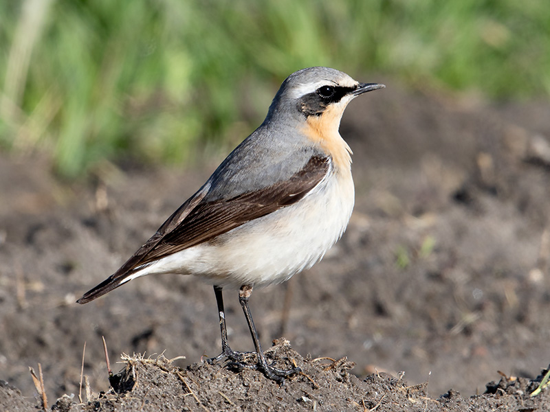 Tapuit, Northern Wheatear