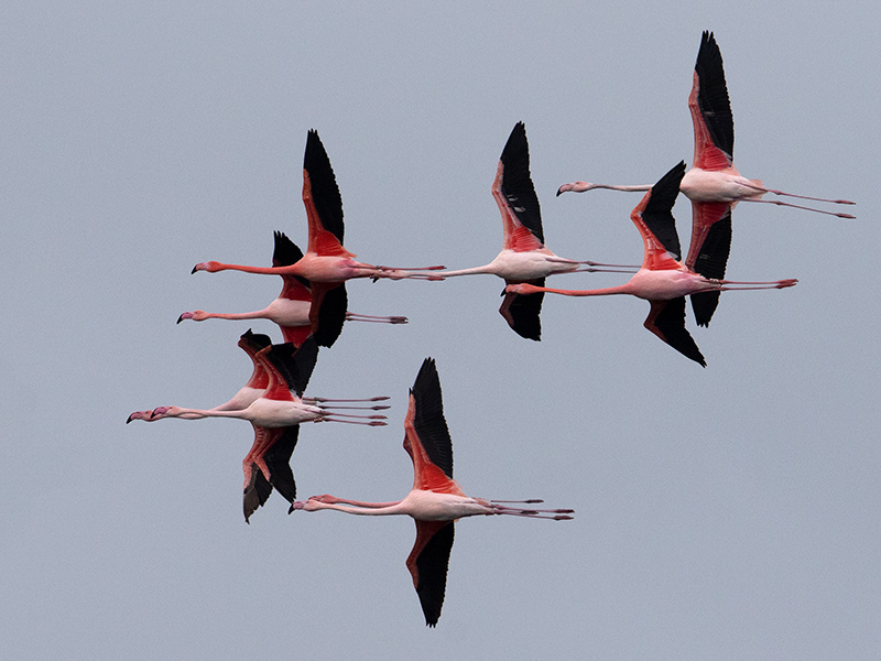 Flamingo, Flamingo
