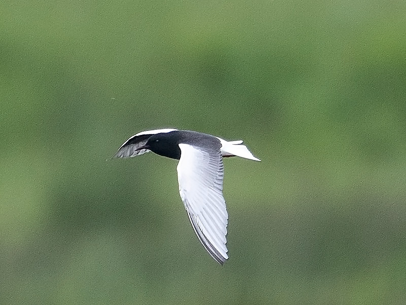 Witvleugelstern, White-winged Tern