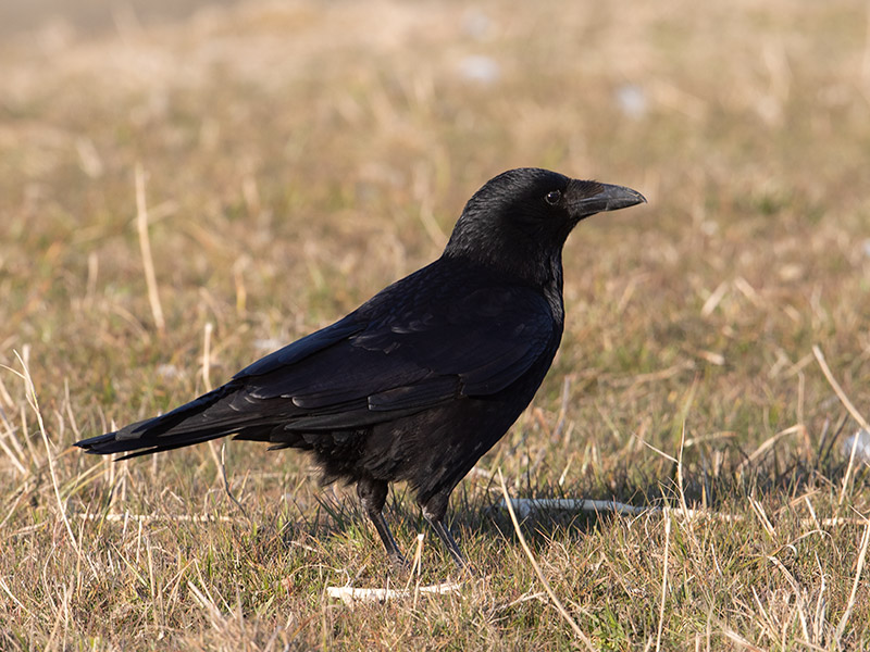 Zwarte Kraai, Carrion Crow