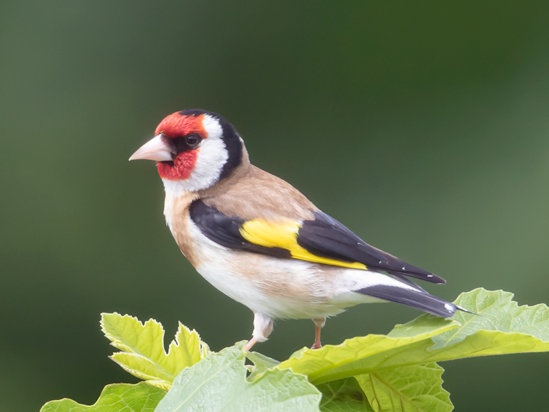 Putter, Goldfinch