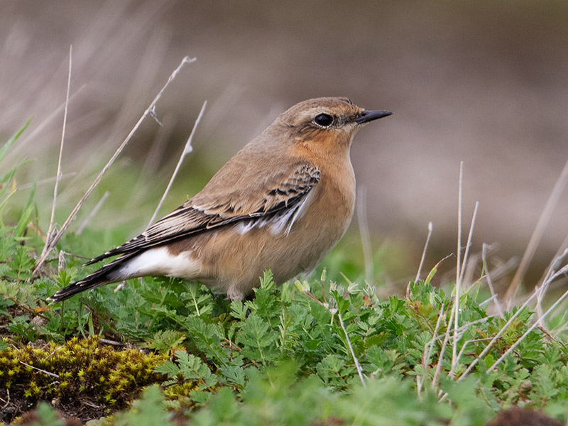 Groenlandse Tapuit, Greenland Northern Wheatear