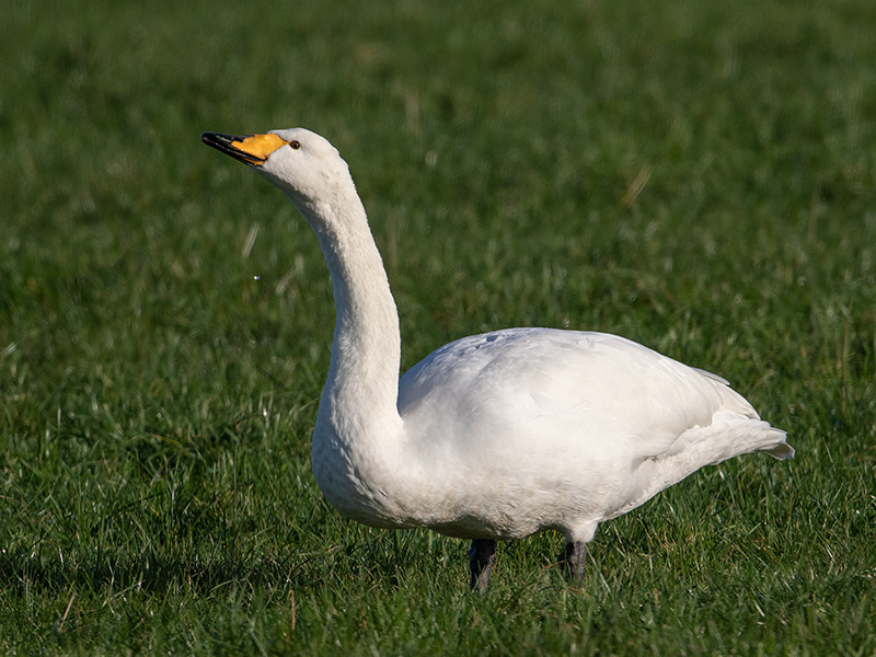 Wilde Zwaan, Whooper Swan