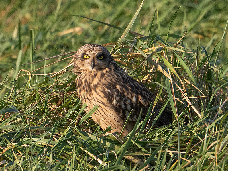 Velduil, Short-eared Owl