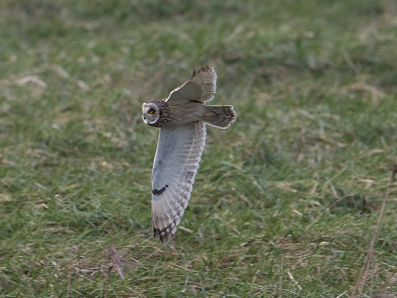 Velduil, Short-eared Owl