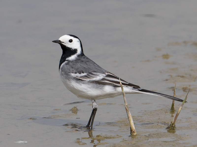 Witte Kwikstaart, White Wagtail