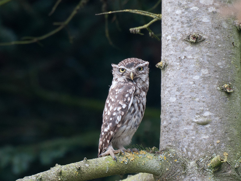 Steenuil, Little Owl