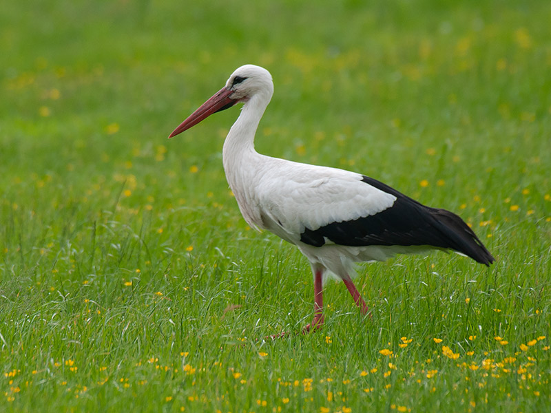 Ooievaar, White Stork