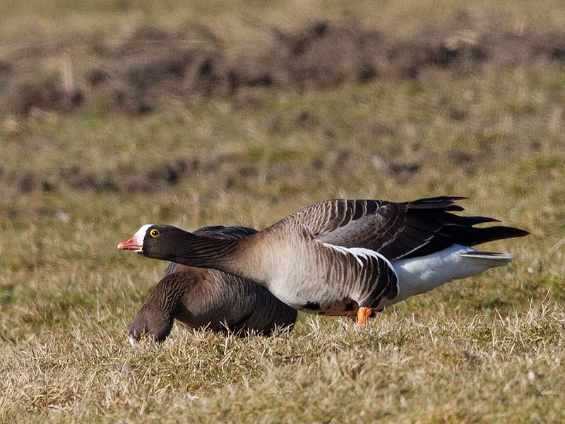 Dwerggans, Lesser White-fronted Goose