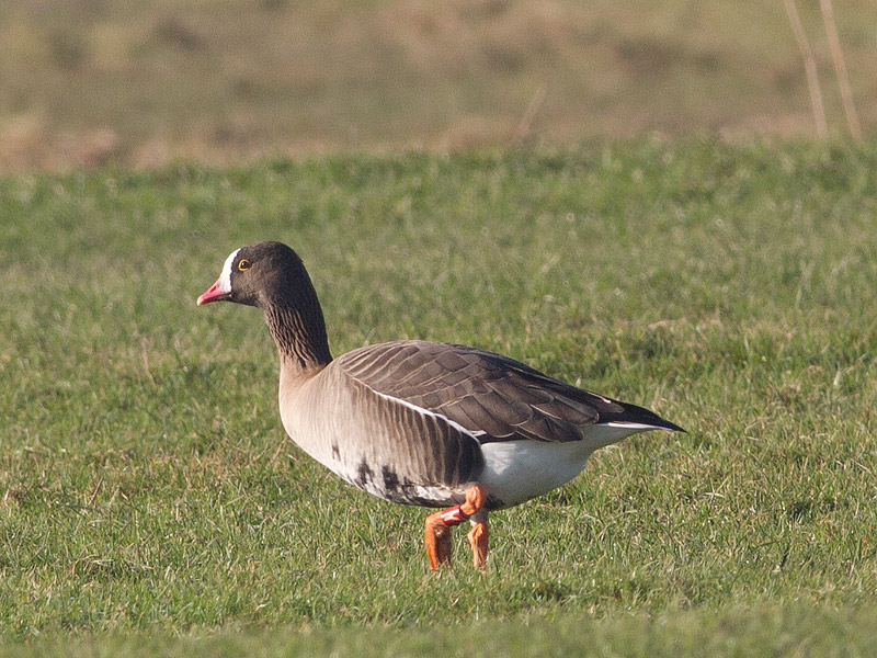 Dwerggans, Lesser White-fronted Goose