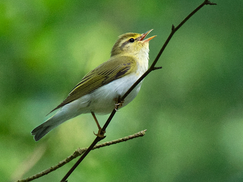 Fluiter, Wood Warbler
