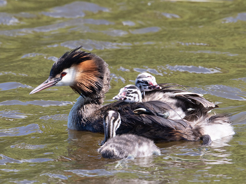 Fuut, Great Crested Grebe