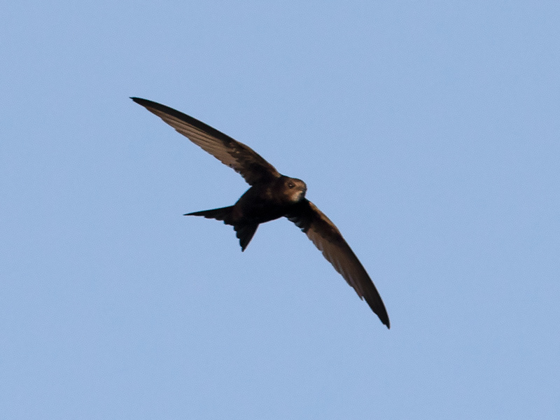 Gierzwaluw, Common Swift