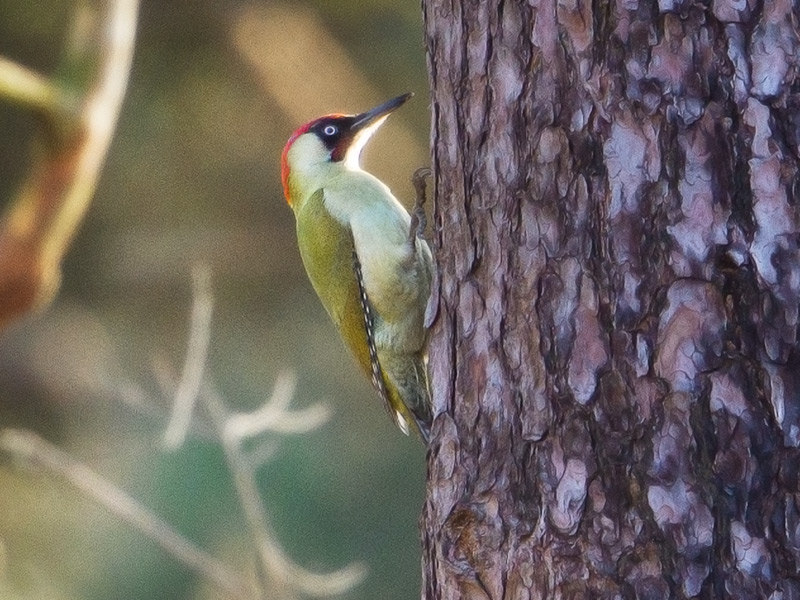 Groene Specht, Green Woodpecker