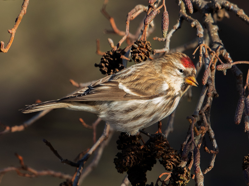 Grote Barmsijs, Mealy Redpoll