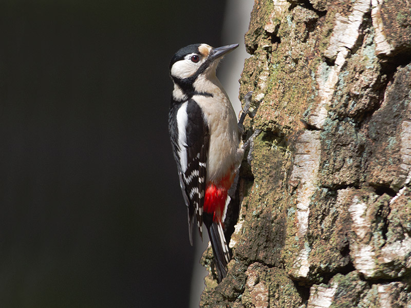 Grote Bonte Specht, Great Spotted Woodpecker