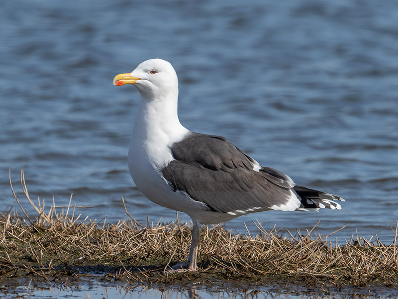 Grote Mantelmeeuw, Great Black-backed Gull
