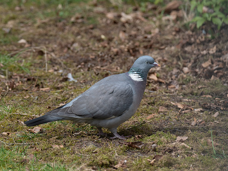 Hotduif, Common Wood Pigeon
