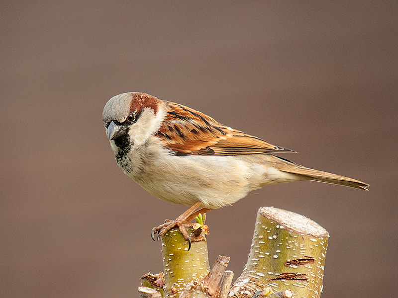 Huismus, House Sparrow