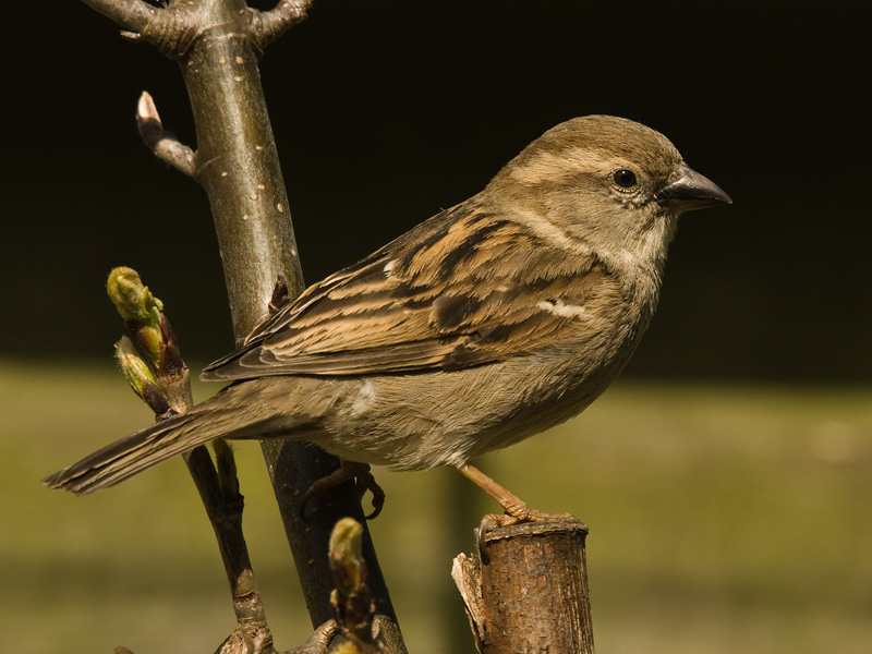 Huismus, House Sparrow