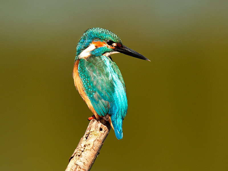 IJsvogel, Kingfisher
