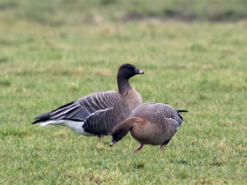Kleine Rietgans, Pink-footed Goose
