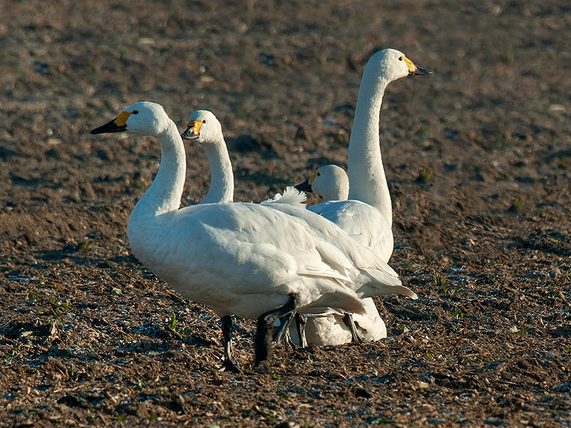 Wilde- en Kleine Zwaan, Wooper- en Tundra Swan