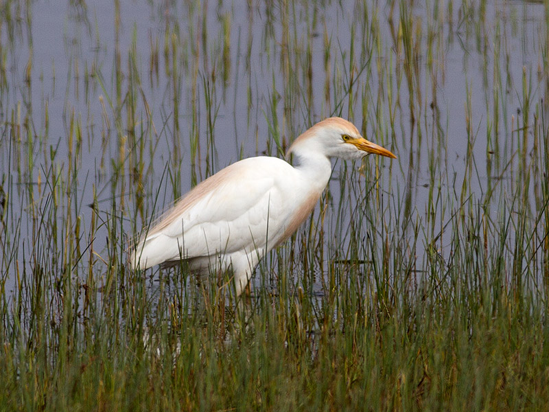 Koereiger, Cattle Egret