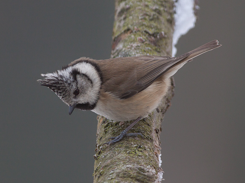 Kuifmees, Crested Tit