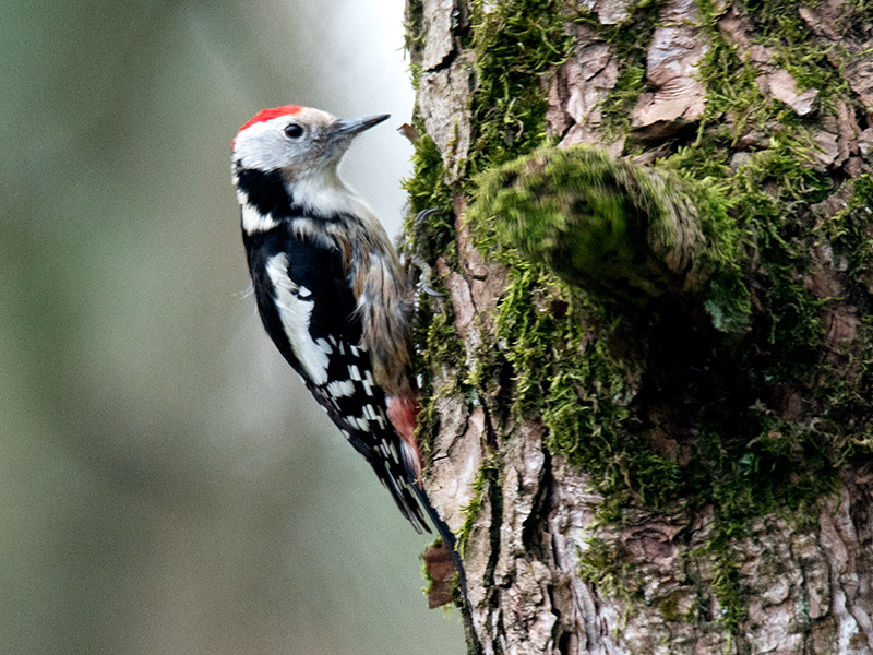 Middelste Bonte Specht, Middle Spotted Woodpecker