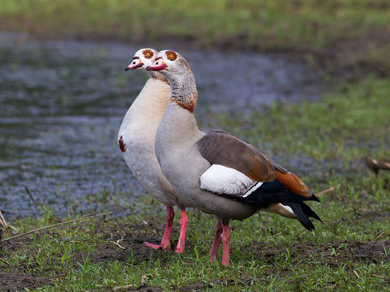 Nijlgans, Egyptian Goose