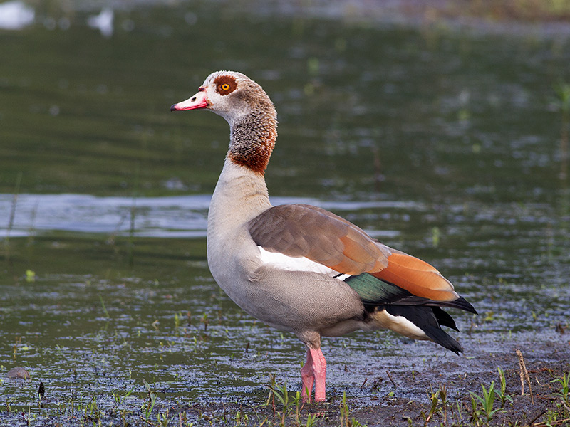 Nijlgans, Egyptian Goose