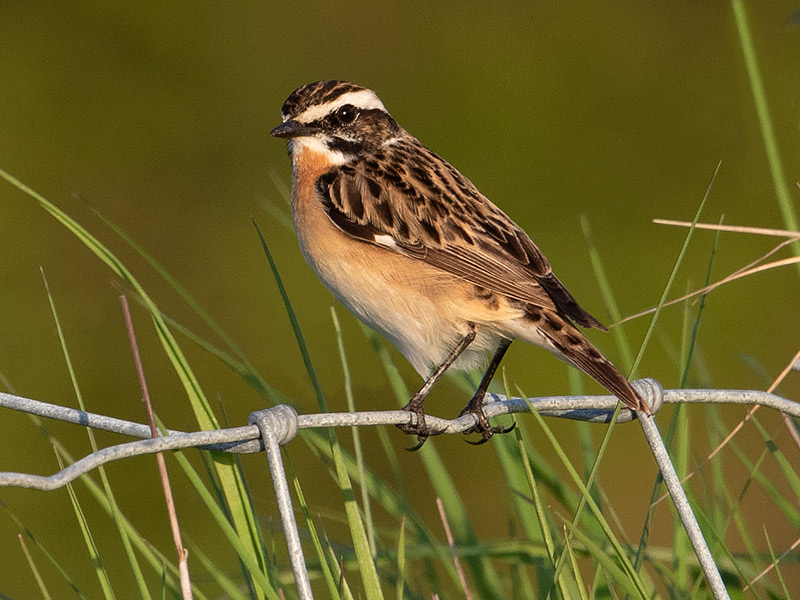 Paapje, Whinchat