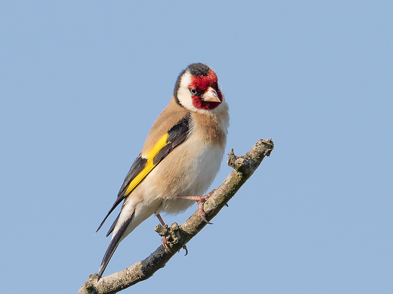 Putter, Goldfinch