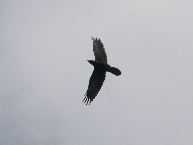 Raaf, Northern Raven