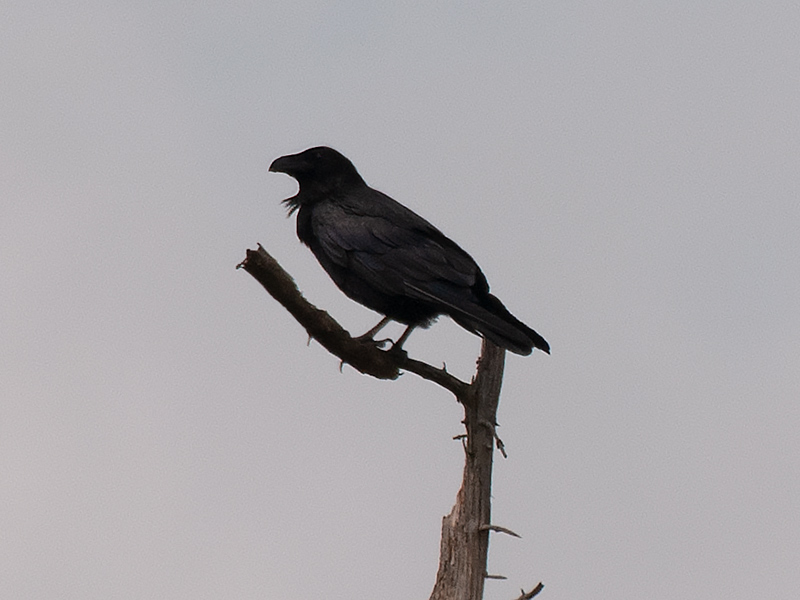 Raaf, Northern Raven